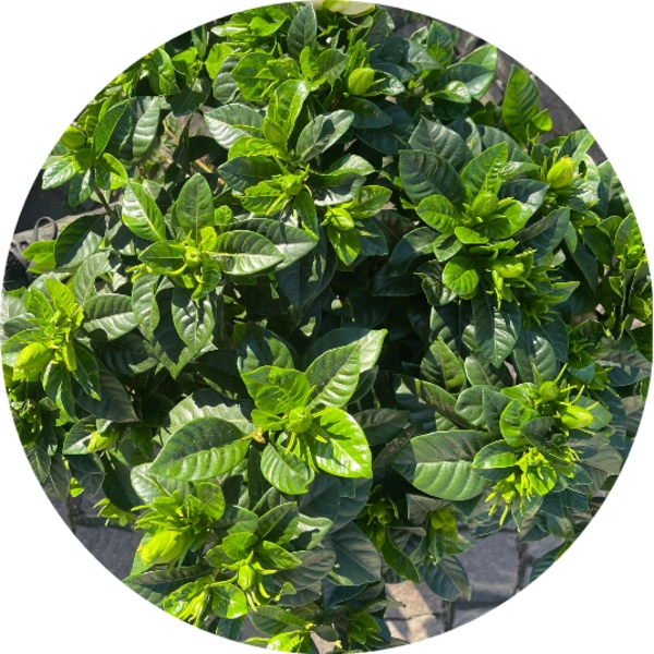 Pianta di 
